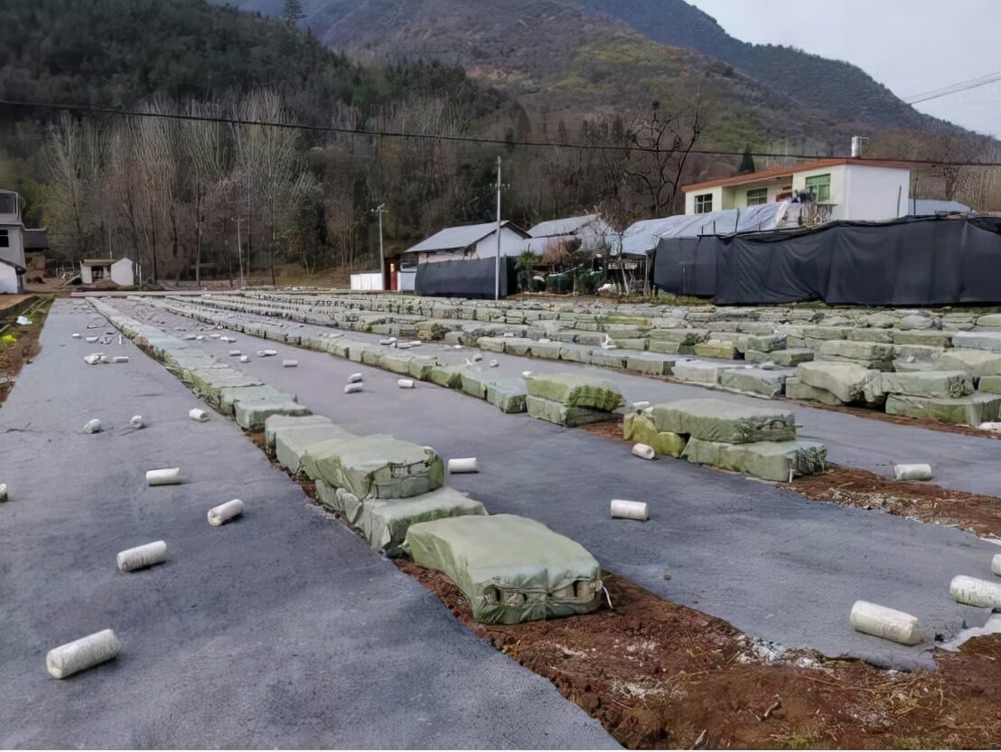 商南高质量食用菌棒热销韩国的背后